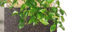 Plantenbak Cecile Potjes