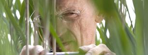 In het riet